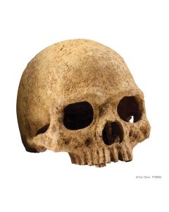 Escondite Fósil Primate Skull Exo Terra